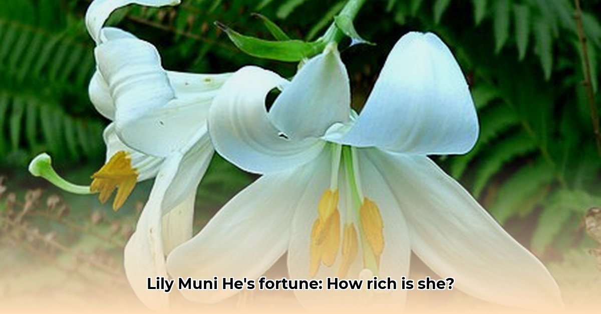 lily-muni-he-net-worth